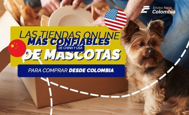 un perro de raza york shire viendo hacia la cámara